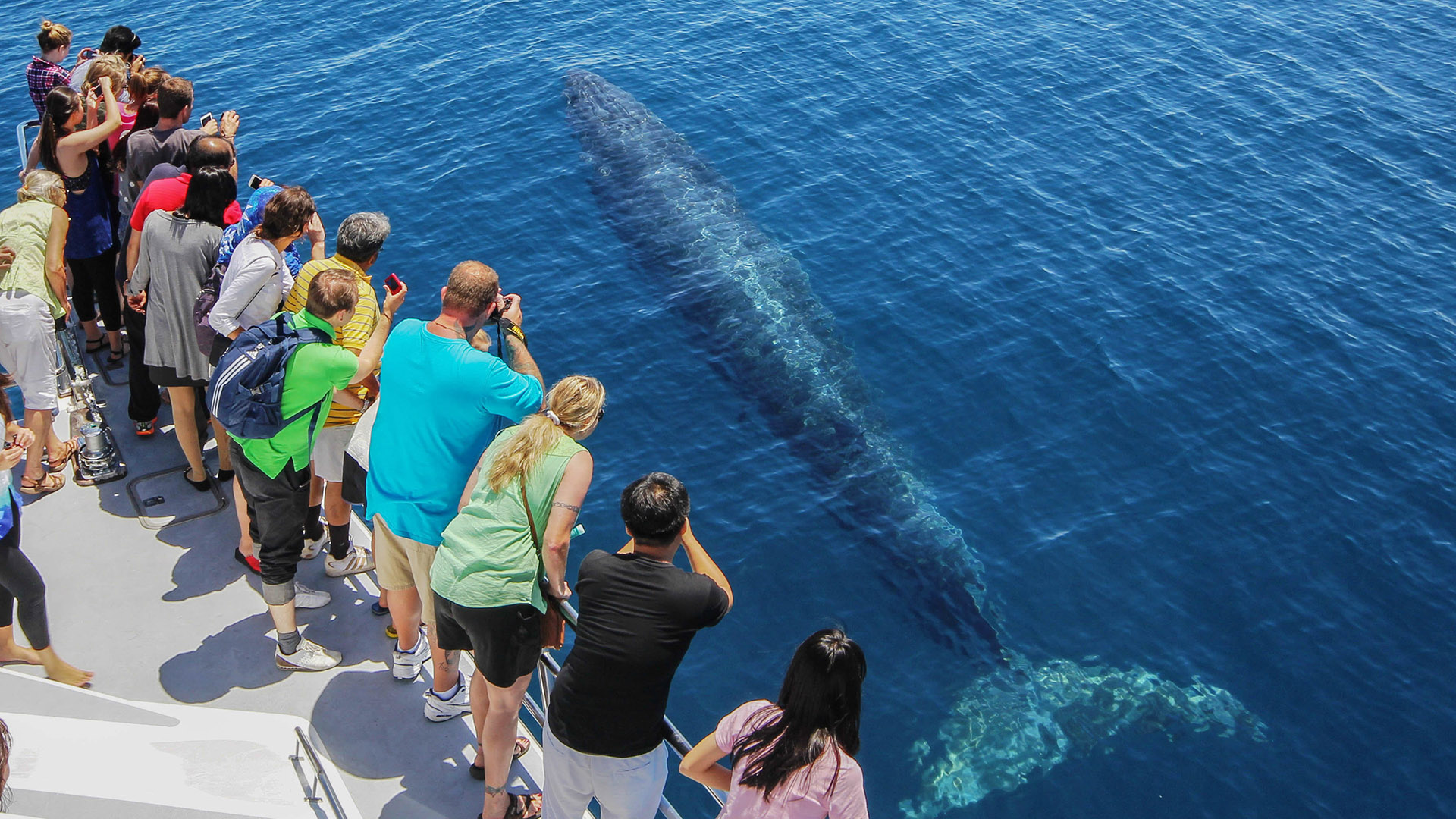 Auckland Whale and Dolphin Safari